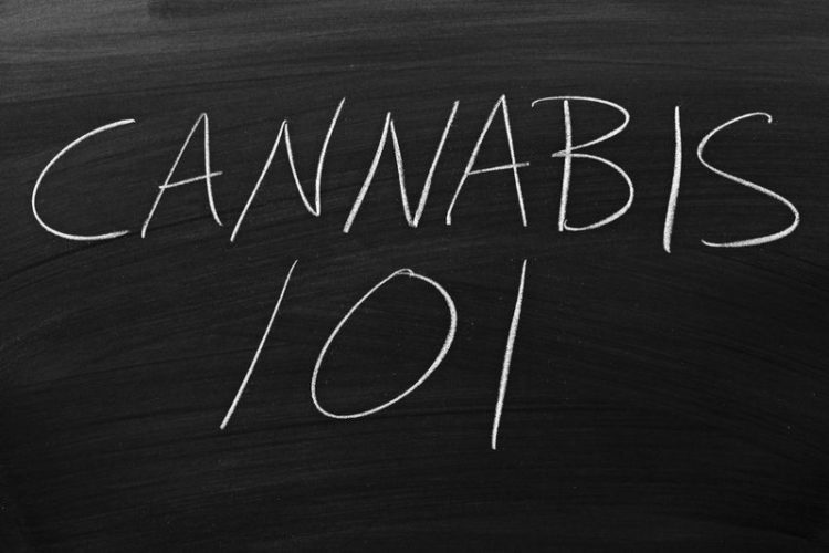 cannabis content