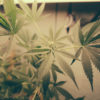 cannabis news