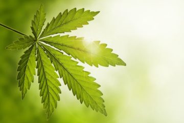 cannabis news