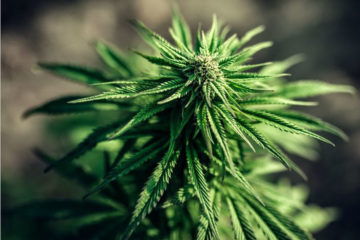 indica strains
